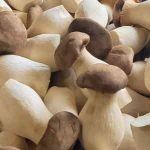 Champignon Eryngii